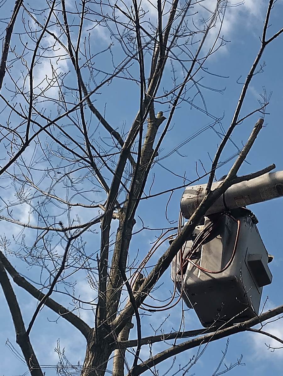 Close-up of the bucket lift equipment among branches