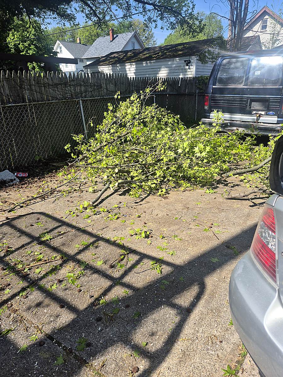 Cut branches piled in a driveway after trimming