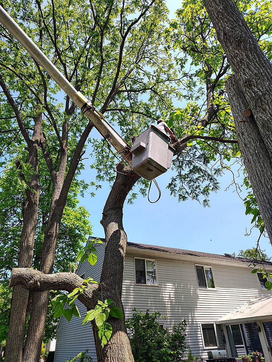 Kenwood Tree Service crew cutting from a bucket lift