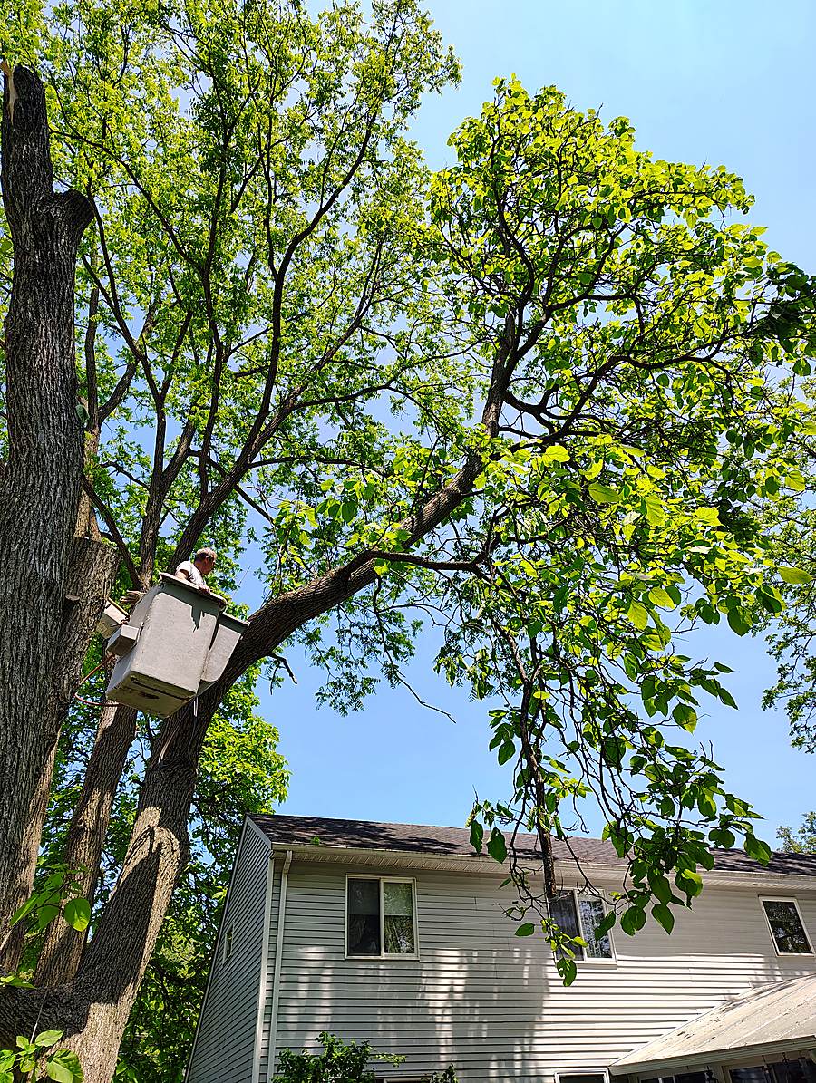 Kenwood Tree Service crew reaching a high branch from the lift