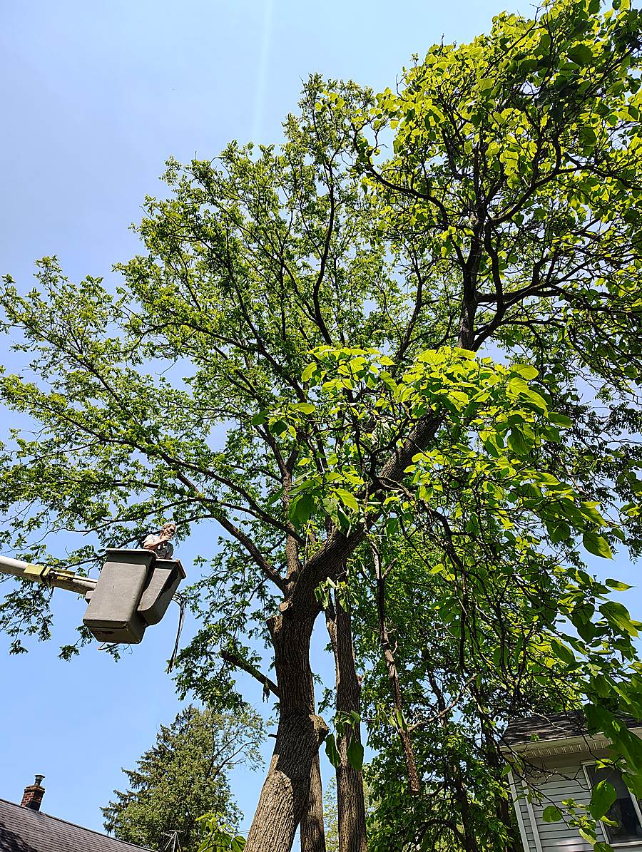 Kenwood Tree Service crew at work from the bucket lift