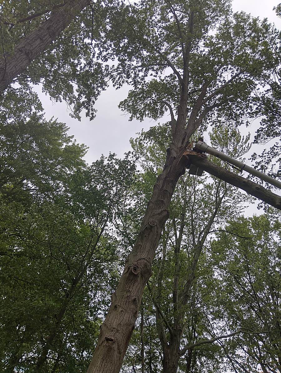 Bucket lift boom raised into a tall canopy
