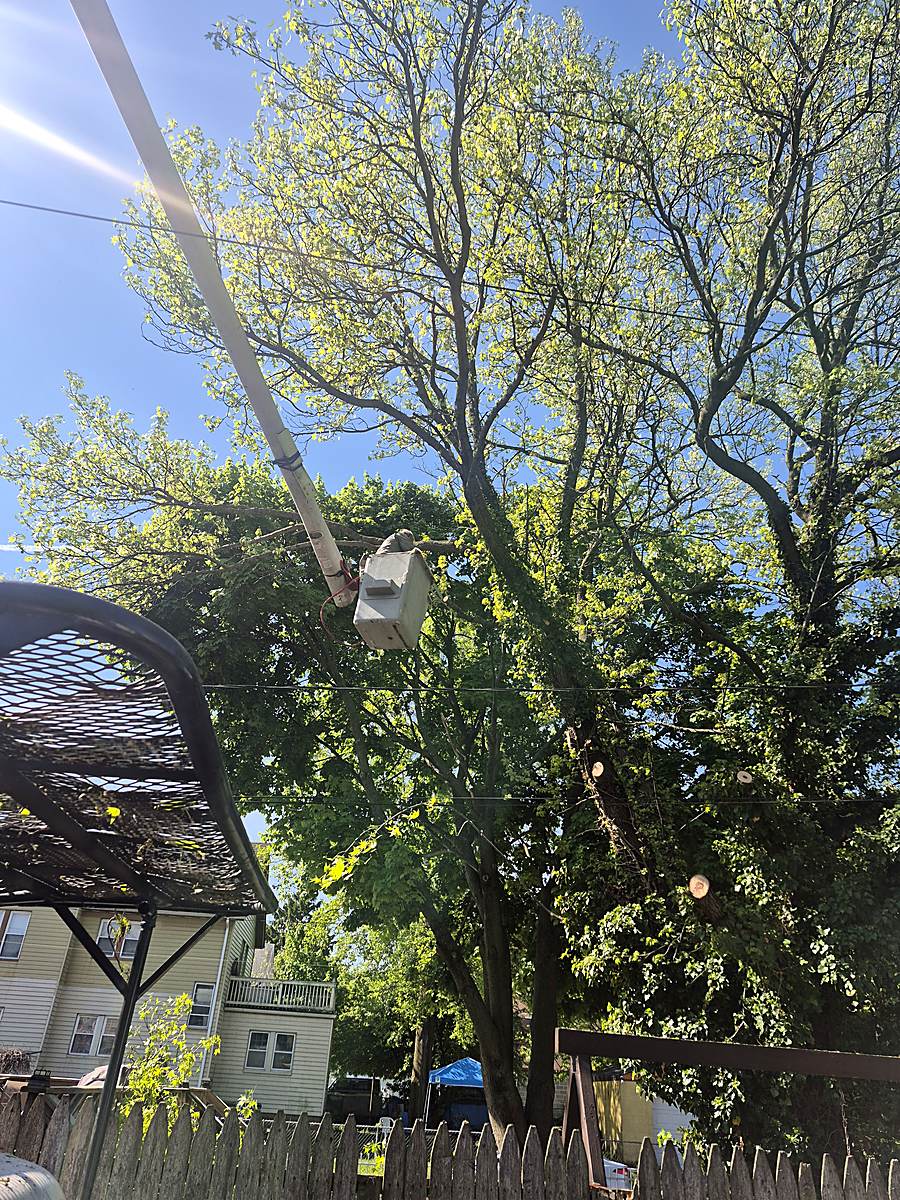 Bucket lift working a canopy above a backyard gazebo