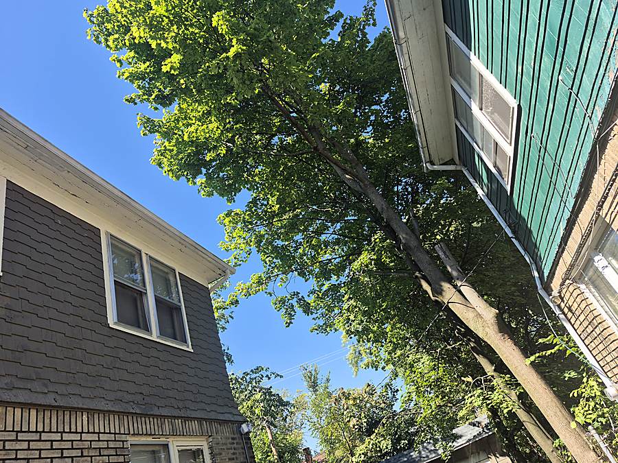 Tree canopy worked close to a rooftop