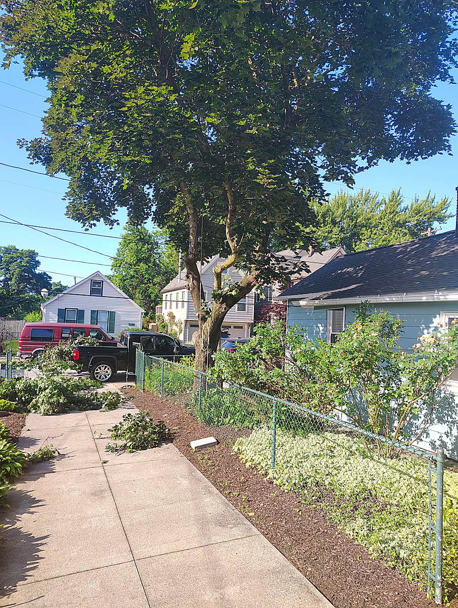 Cleanup in progress with branches cleared to the curb