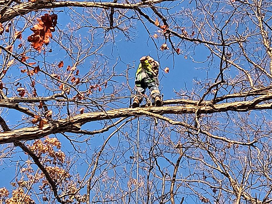 Climber positioned high on a tree limb