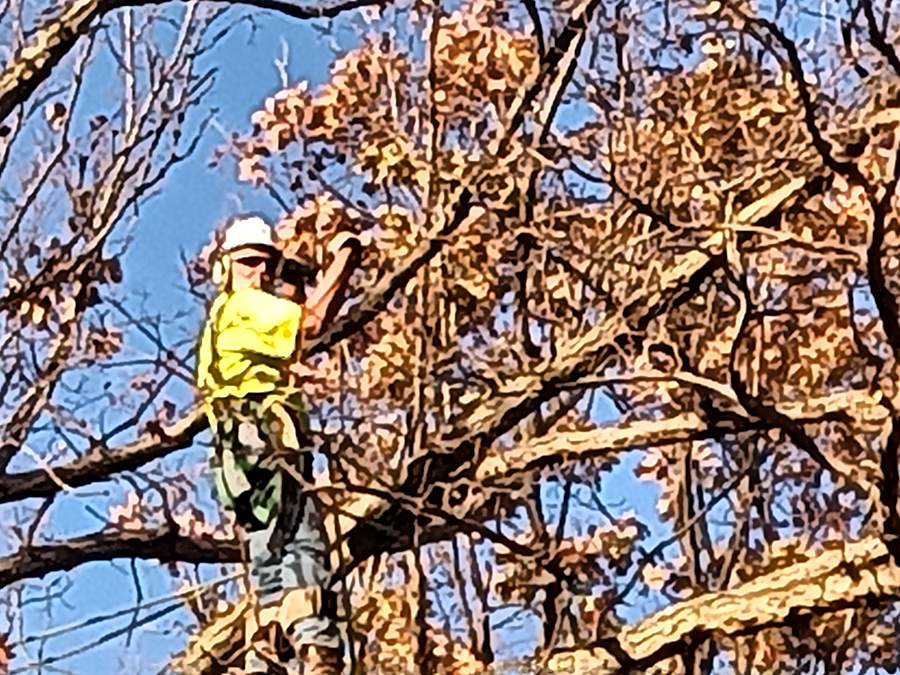 Crew member pruning branches while harnessed in a tree