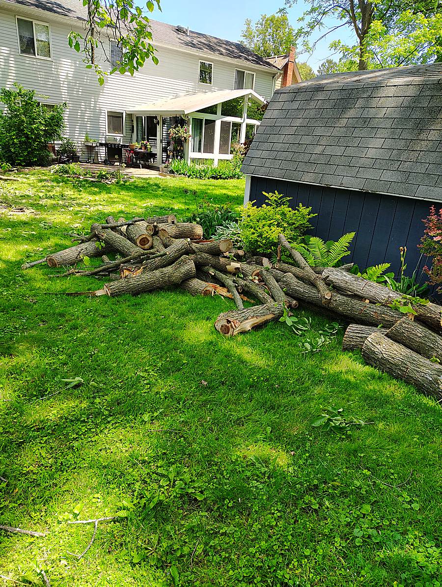Cut log rounds stacked on a lawn after a removal