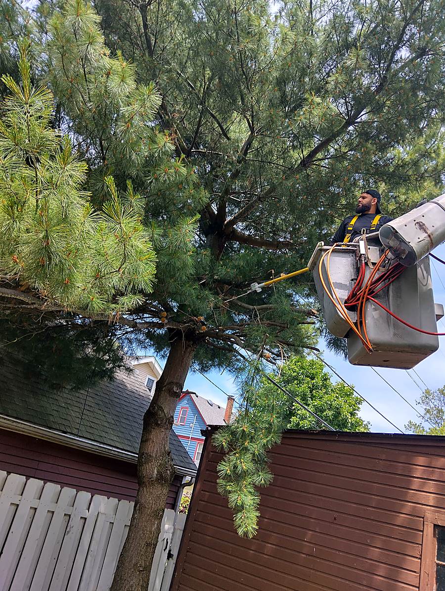 Crew member pruning a large pine from a bucket lift