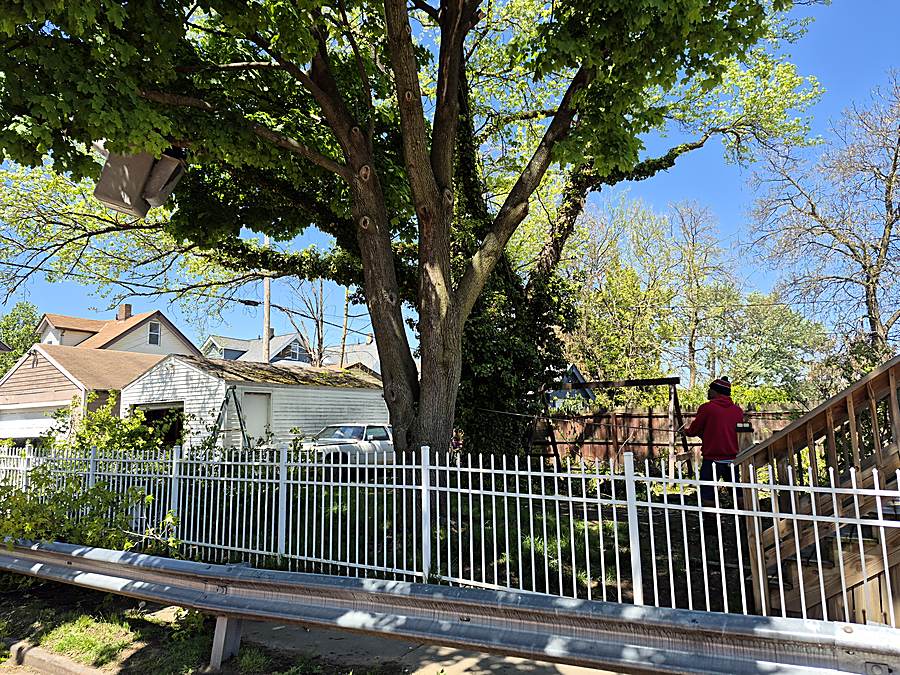 Crew member working near a large maple in a fenced yard