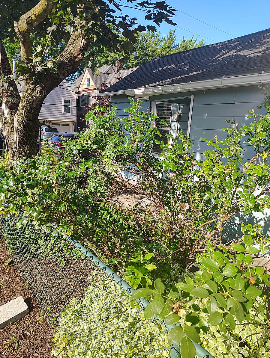 Overgrown hedge trimmed back near a house