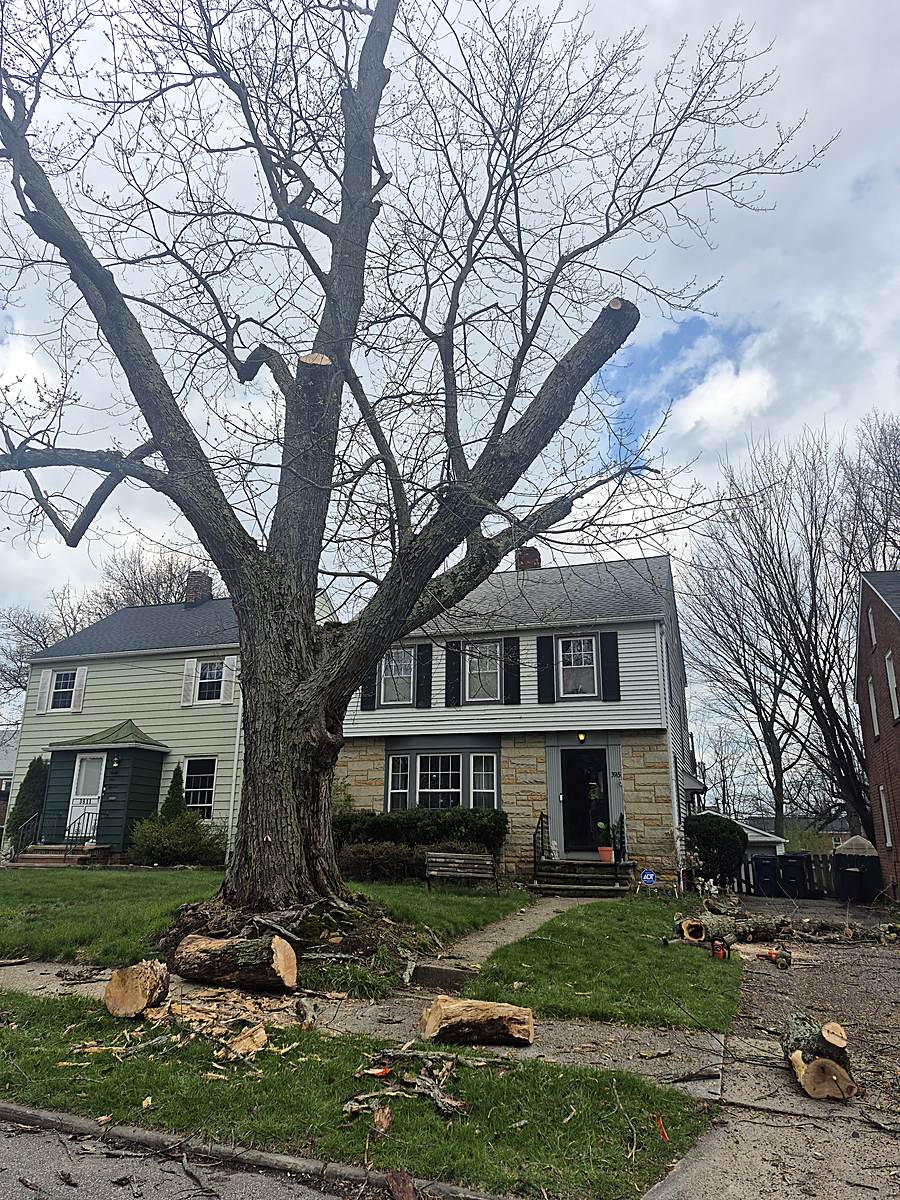 Freshly topped tree in front of a house