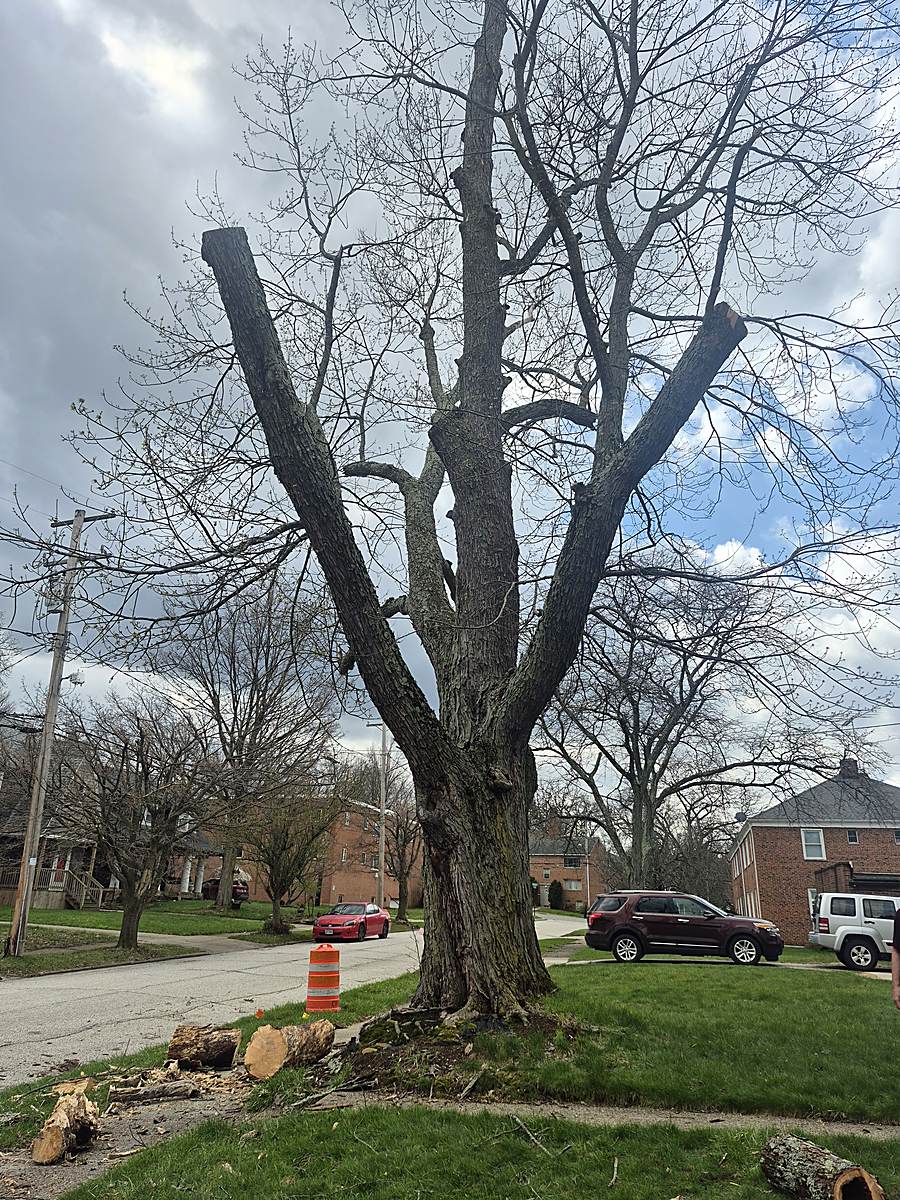 Topped street tree with cleared branches on the ground