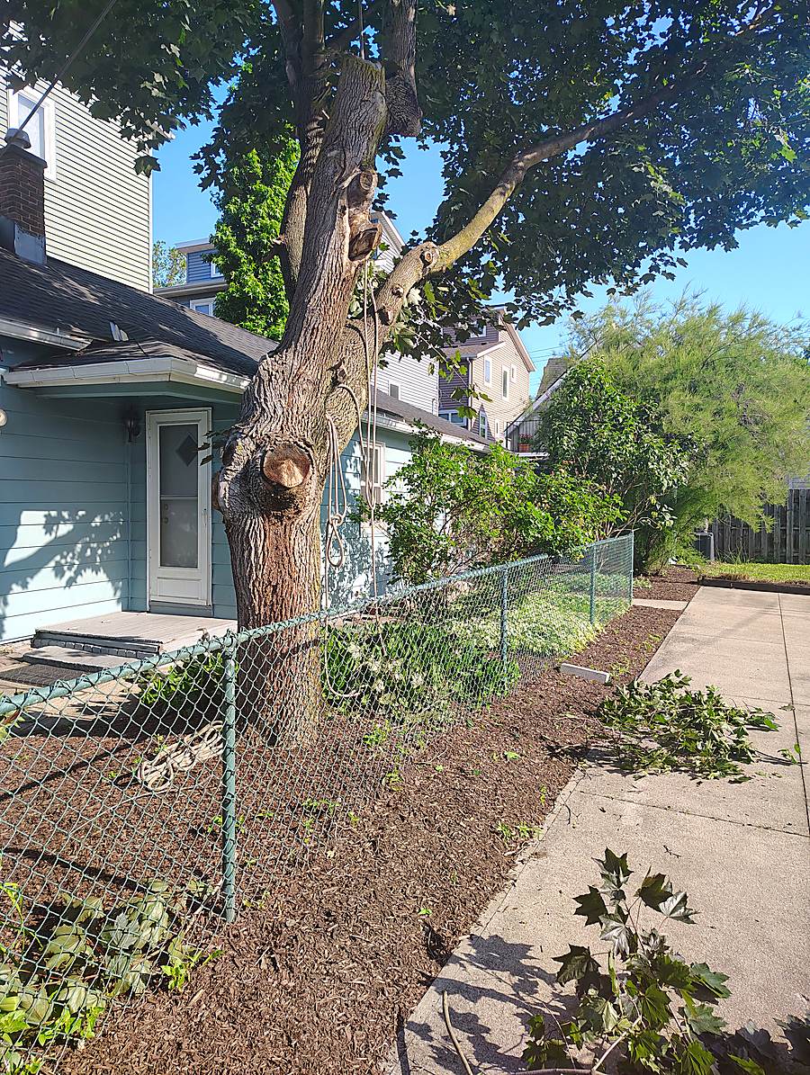 Tree trunk with rigging rope set before a cut